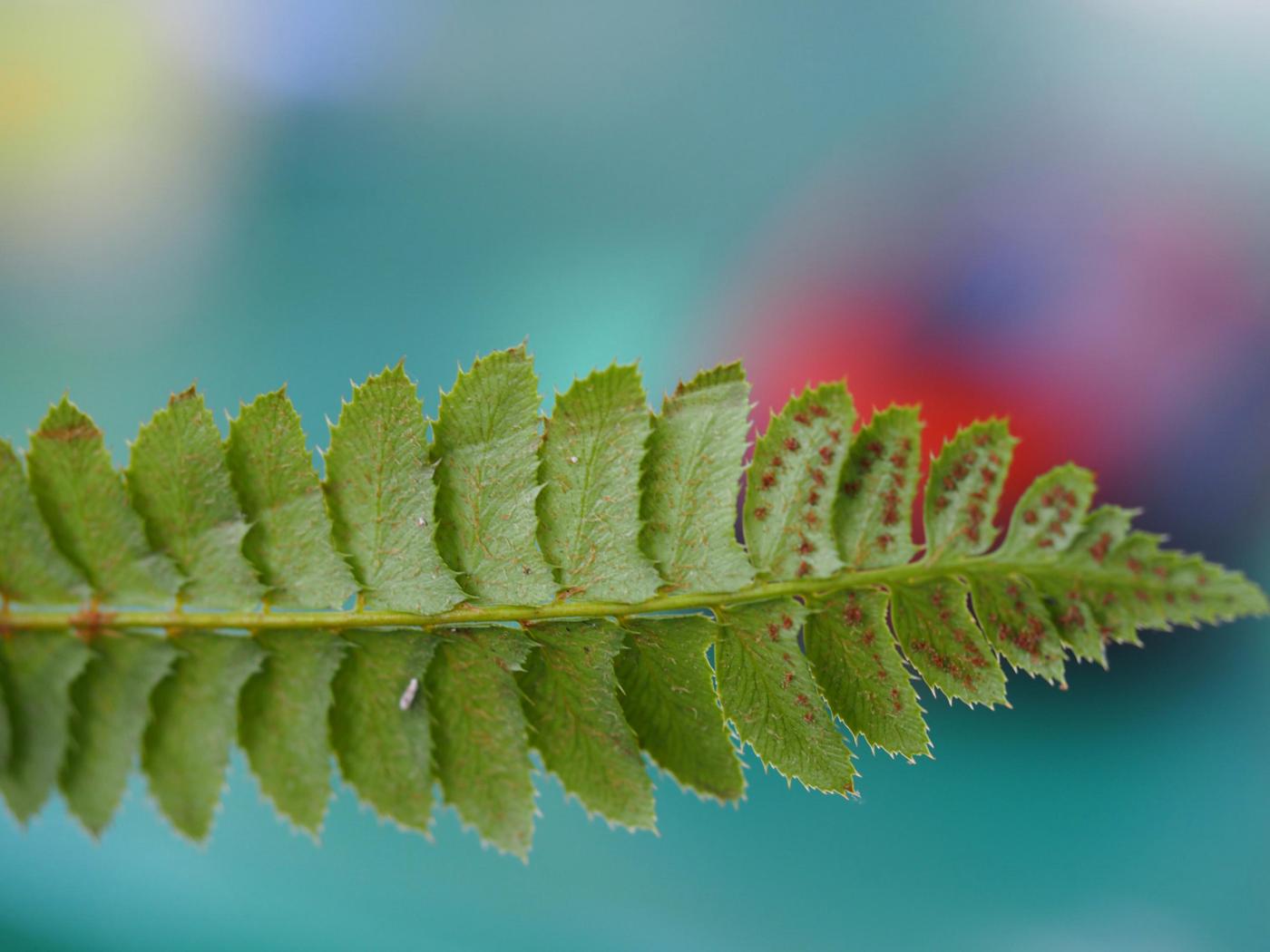 Fern, Holly plant